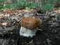 Büdös galambgomba (Russula foetens), Budai-hegység